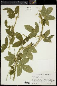 Dalechampia scandens image