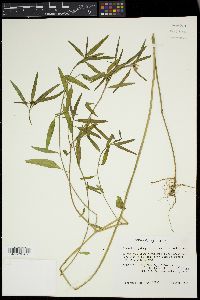Euphorbia cyathophora image