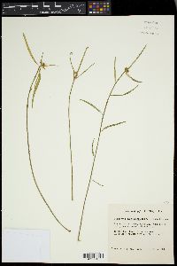 Euphorbia cyathophora image