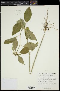 Euphorbia cyathophora image