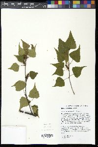 Betula populifolia image