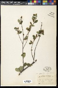 Betula pumila image