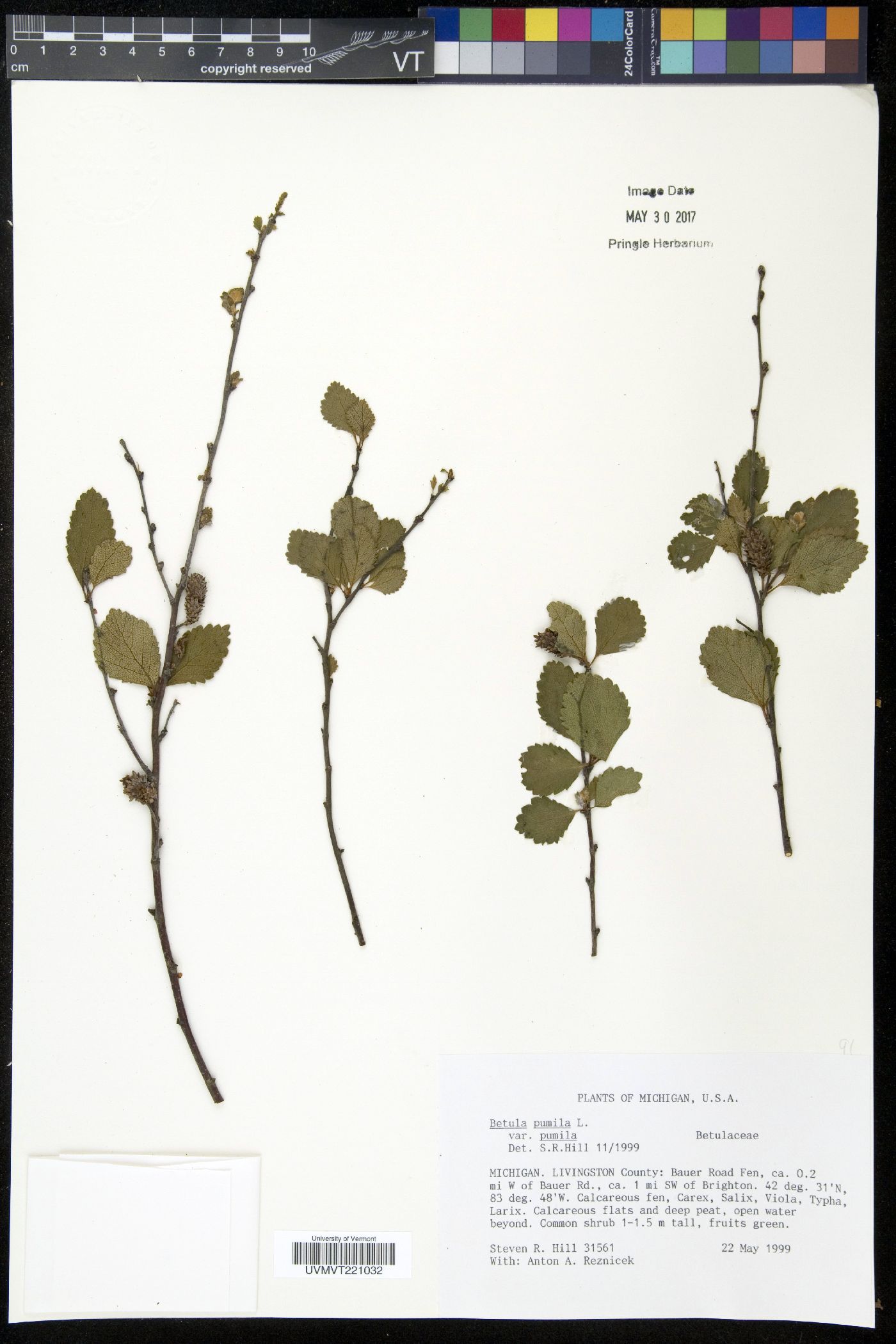 Betula pumila var. pumila image