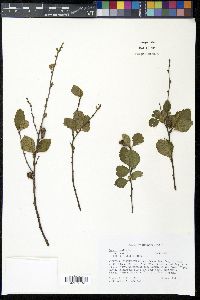 Betula pumila image
