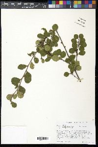 Betula pumila image