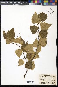 Betula platyphylla image