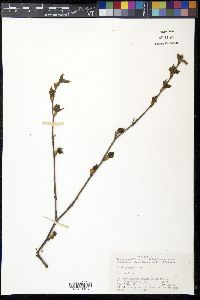 Betula platyphylla image
