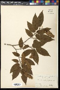 Carpinus japonica image