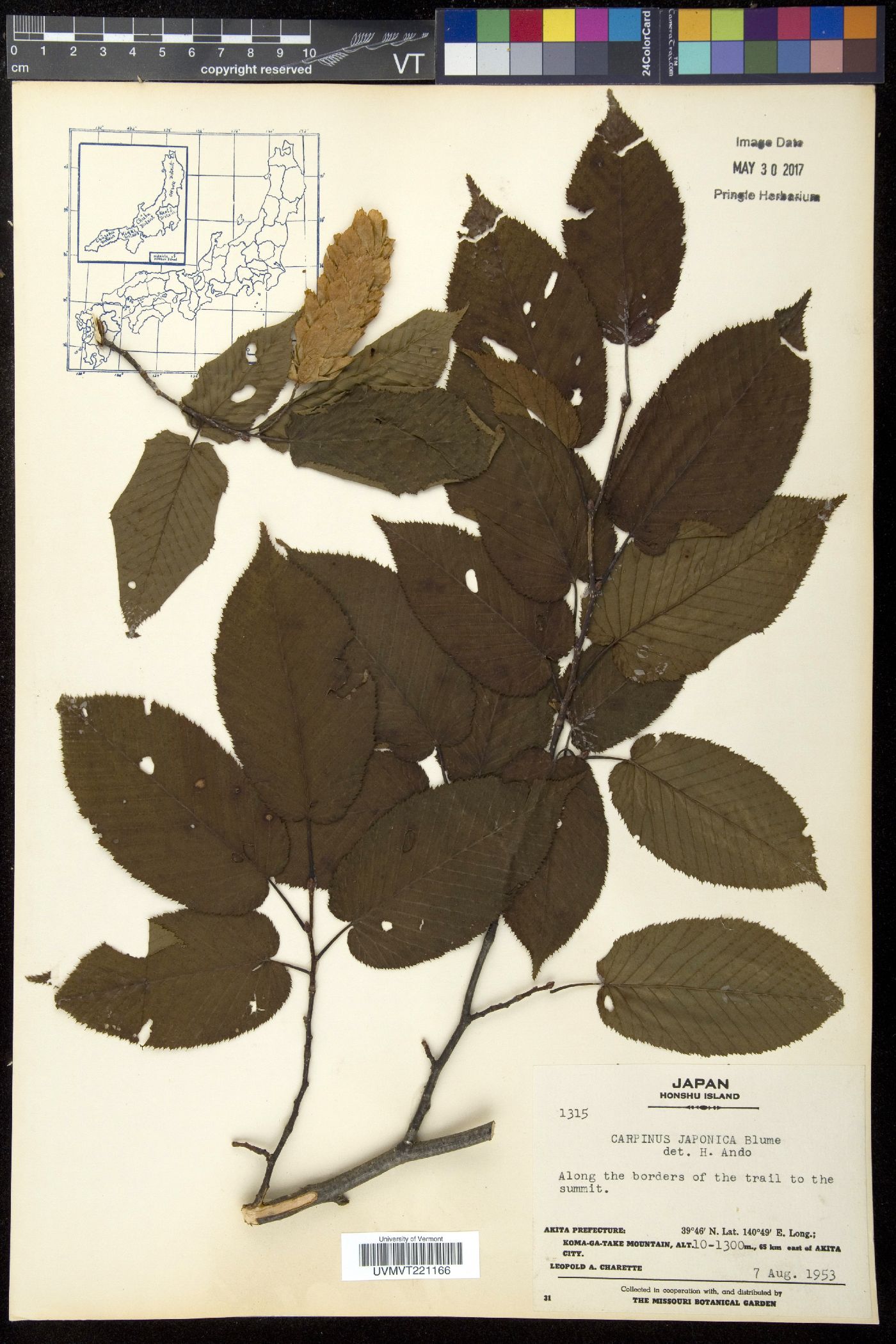 Carpinus japonica image