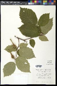 Corylus cornuta image