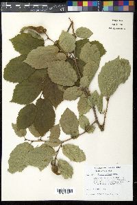 Corylus cornuta image