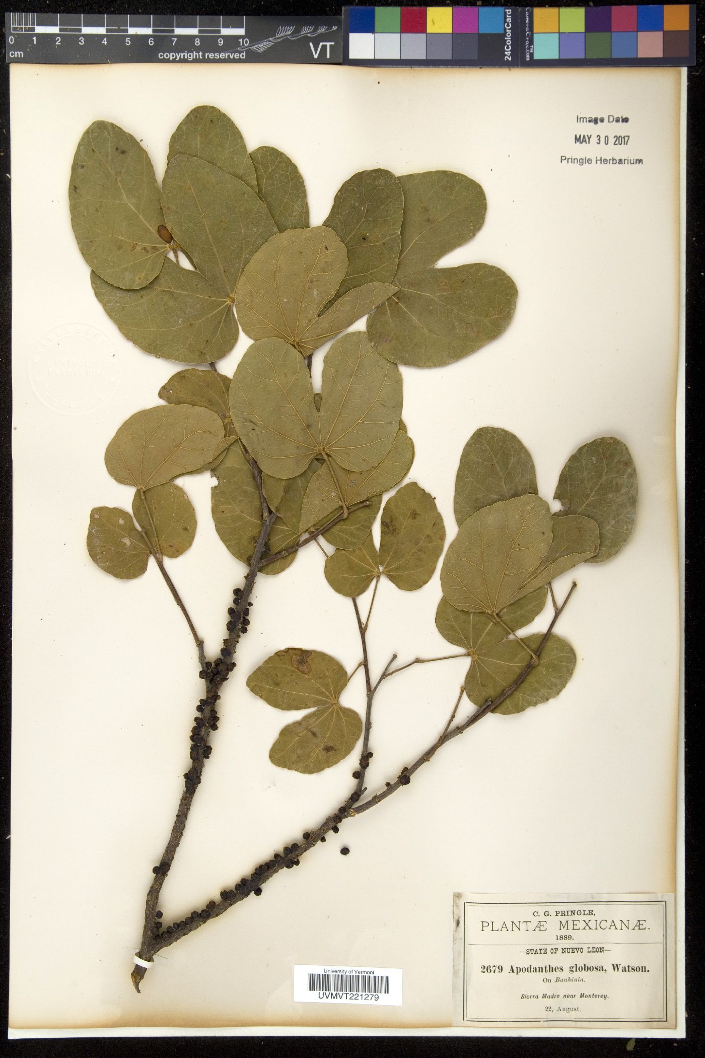 Apodanthes image