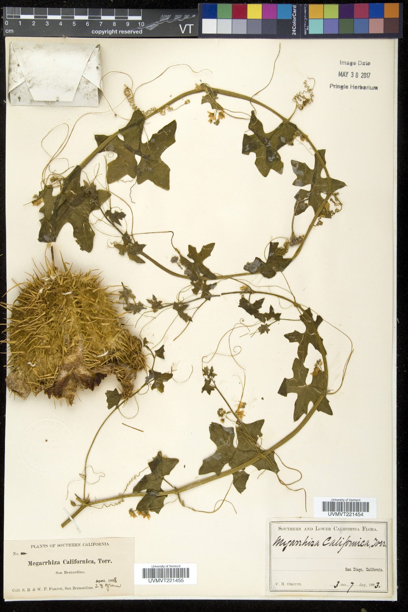 Megarrhiza image