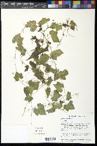 Melothria pendula image