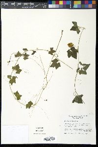 Melothria pendula image