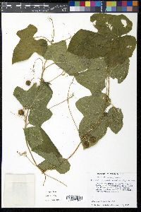 Microsechium helleri image