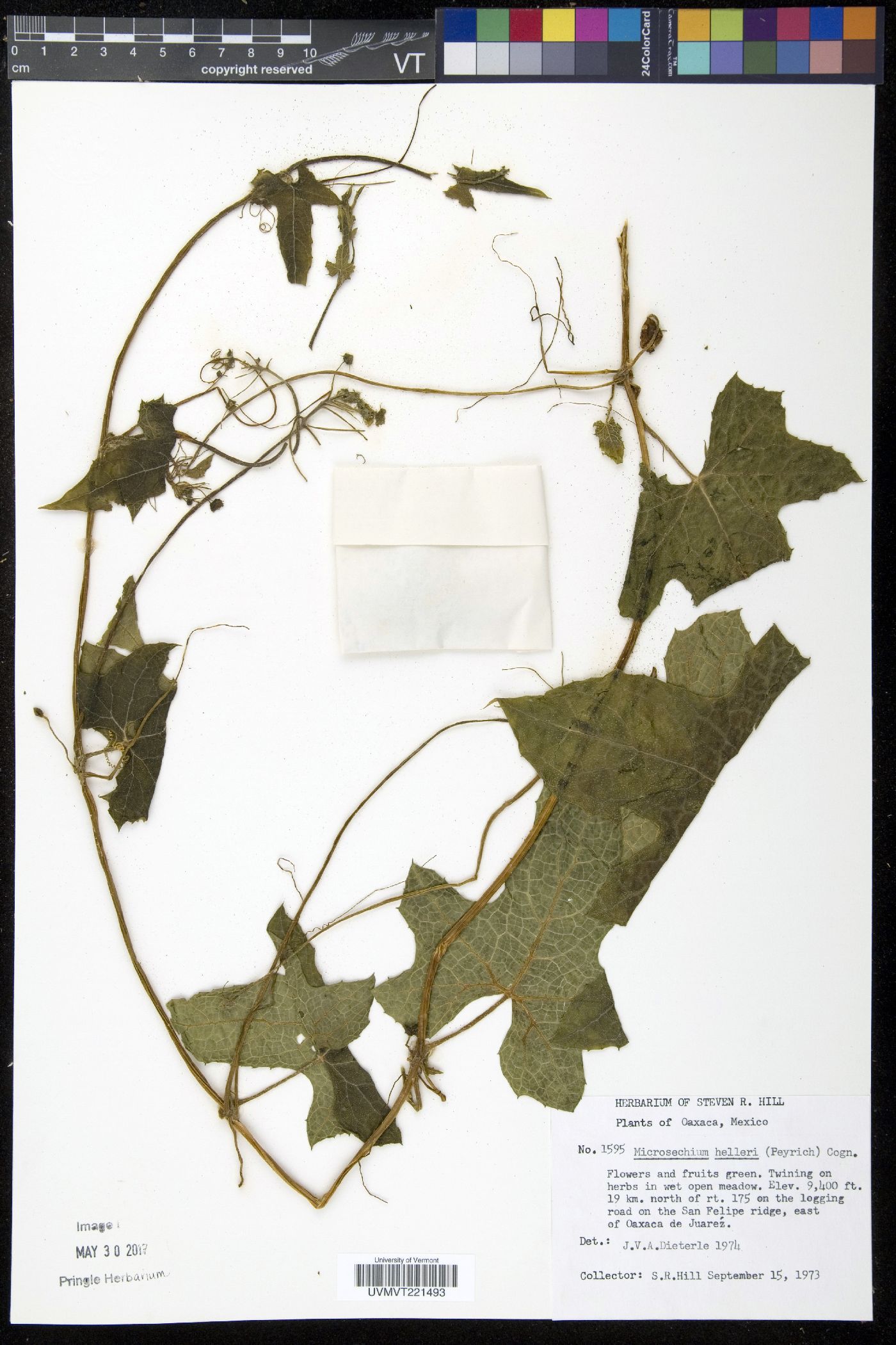 Microsechium helleri image