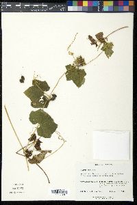 Sicyos angulatus image