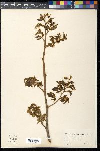 Begonia foliosa image