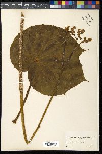 Begonia urophylla image