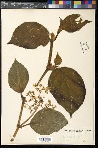Begonia glabra image