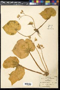 Begonia plebeja image