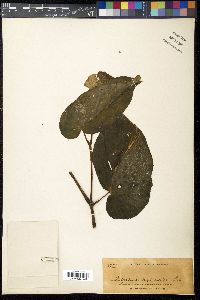 Image Associated With the Occurence