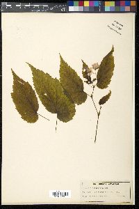 Begonia dregei image