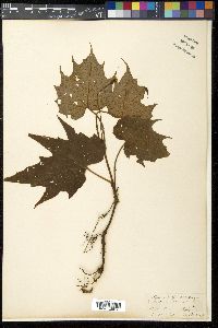 Begonia palmata image