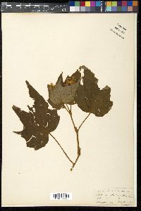 Begonia palmata image