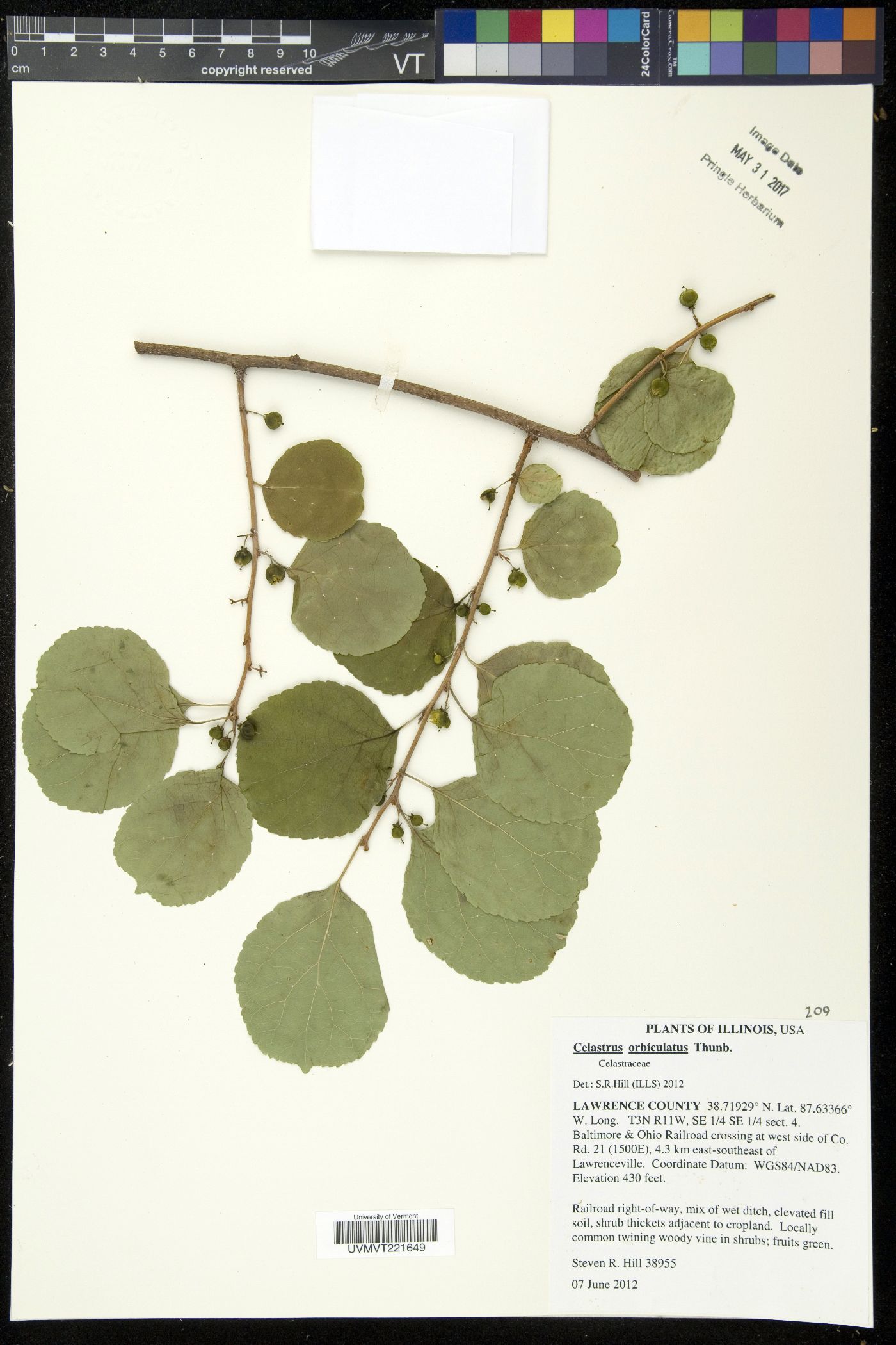 Tricerma octogonum image