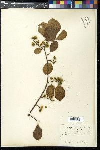 Celastrus orbiculatus image