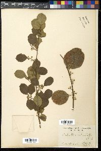 Celastrus orbiculatus image
