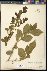 Orixa japonica image