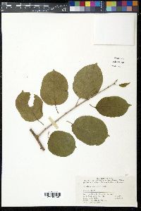Celastrus orbiculatus image