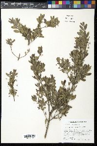Crossopetalum rhacoma image