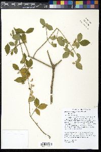Euonymus alatus image