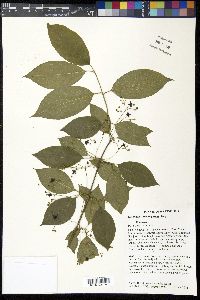 Euonymus atropurpureus image