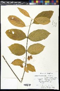 Euonymus atropurpureus image