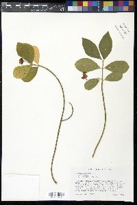 Euonymus obovatus image