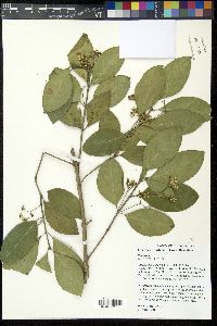 Euonymus fortunei image