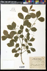 Euonymus alatus image