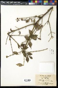 Euonymus alatus image