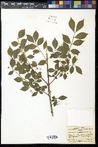 Euonymus alatus image