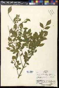 Euonymus alatus image