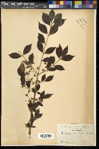 Euonymus alatus image