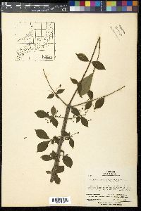 Euonymus alatus image