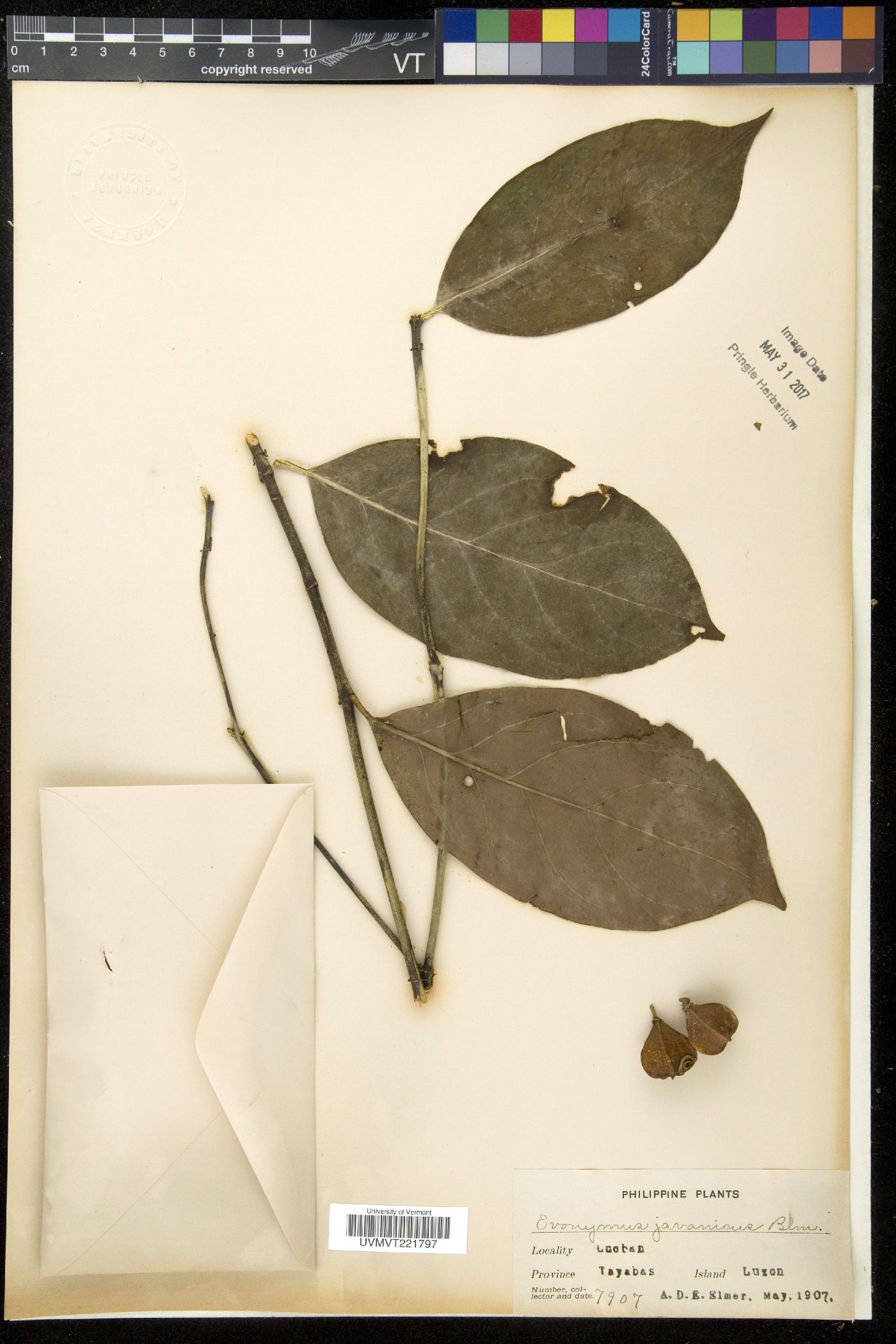 Euonymus indicus image