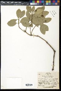 Euonymus japonicus image