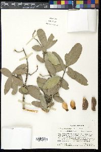 Semialarium mexicanum image